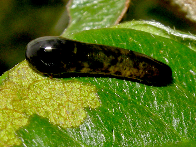 Caliroa cerasi larva